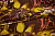 Атлас коричневый с цветочным узором W-131468