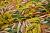 Шифон желтый зеленый листья W-128870