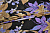 Атлас с сиреневым бежевым цветочным узором W-132770