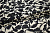 Батист черный бежевый листья W-128027