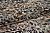 Шифон серый коричневый черный леопард W-132131